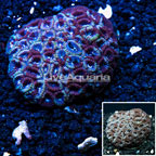 Dipsastraea Brain Coral Indonesia (click for more detail)