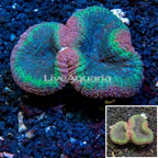 Lobed Brain Coral Australia (click for more detail)