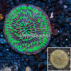 Short Tentacle Plate Coral Australia (click for more detail)