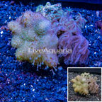Devil's Hand Leather and Anthelia Polyp Coral Combo Vietnam (click for more detail)
