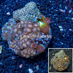 Zoanthus Coral Indonesia (click for more detail)