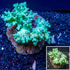 Sinularia Leather Coral Indonesia (click for more detail)