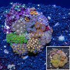 Zoanthus Coral Indonesia (click for more detail)