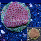 Favia Brain Coral Indonesia (click for more detail)