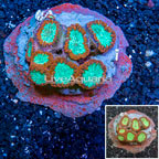 Blastomussa Coral Indonesia (click for more detail)