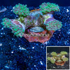 Frogspawn Coral Indonesia (click for more detail)