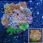 Zoanthus Coral Indonesia (click for more detail)