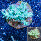 Sinularia Leather Coral Indonesia (click for more detail)