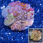 Zoanthus Coral Indonesia (click for more detail)