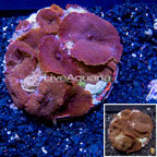 Mushroom Coral Indonesia (click for more detail)