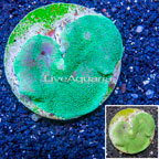 Rhodactis Mushroom Rock Indonesia (click for more detail)