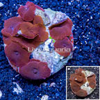 Actinodiscus Mushroom Indonesia (click for more detail)