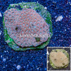 Favia Brain Coral Indonesia (click for more detail)