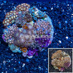 Zoanthus Coral Indonesia (click for more detail)
