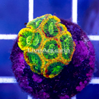 USA Cultured Yellow Submarine Favia Brain Coral (click for more detail)