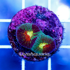 USA Cultured Ultra Favia Brain Coral (click for more detail)