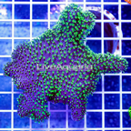 Toadstool Leather Mushroom Coral Indonesia (click for more detail)