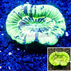 Open Brain Coral Australia  (click for more detail)