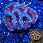 Acan Lord Coral Australia (click for more detail)