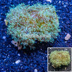 Frogspawn Coral Indonesia (click for more detail)