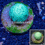 Alveopora Coral Indonesia (click for more detail)