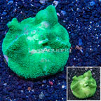 Rhodactis Mushroom Rock Indonesia (click for more detail)