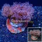 Frogspawn Coral Indonesia (click for more detail)