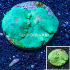 Rhodactis Mushroom Rock Indonesia (click for more detail)