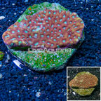 Favites Brain Coral Indonesia (click for more detail)