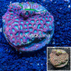 Favites Brain Coral Indonesia (click for more detail)