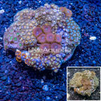 Zoanthus Coral Indonesia (click for more detail)