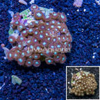 Zoanthus Coral Indonesia (click for more detail)