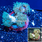 Frogspawn Coral Indonesia (click for more detail)