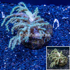 Sinularia Leather Coral Indonesia (click for more detail)