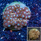Zoanthus Coral Indonesia (click for more detail)