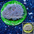 Goniopora Coral Indonesia (click for more detail)