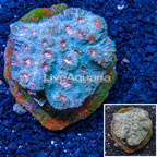 Ultra Chalice Coral Indonesia (click for more detail)