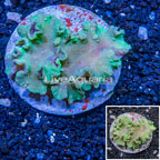 Green Cabbage Leather Coral Indonesia (click for more detail)