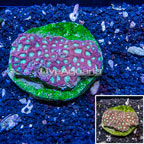 Favites Coral Indonesia (click for more detail)