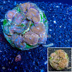 Rhodactis Mushroom Coral Indonesia (click for more detail)