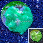 Rhodactis Mushroom Rock Indonesia (click for more detail)