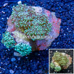 Frogspawn Coral Indonesia (click for more detail)