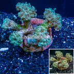 Frogspawn Coral Indonesia (click for more detail)