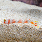 Pink Bar Goby (click for more detail)