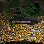 Black Paradisefish (click for more detail)