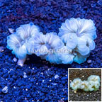 Fox Coral Indonesia (click for more detail)