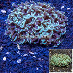 Hammer Coral Australia (click for more detail)