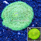 Plate Coral Australia (click for more detail)