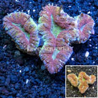 Lobed Brain Coral Australia  (click for more detail)