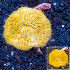 Plate Coral Australia (click for more detail)